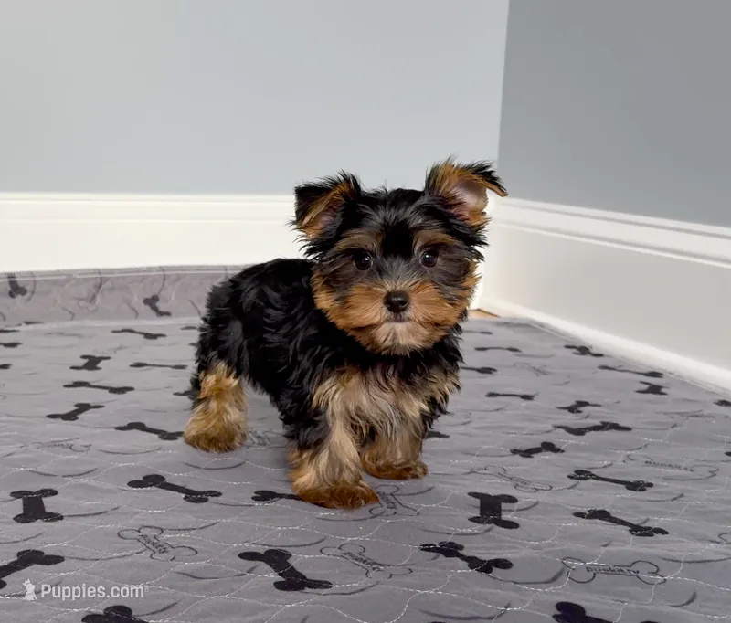 Yorkie Female Blk&Tan .. "I'm Your Destiny" – Yorkshire Terrier puppy for sale in Marietta, GA