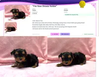 Tiny! Yorkie Female " I'm Your Dream Yorkie" ", a female Yorkshire Terrier for sale in Marietta, GA – 4 of 10