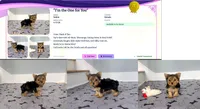 Yorkie Male "We will Be Best Friends", a male Yorkshire Terrier for sale in Marietta, GA – 6 of 10