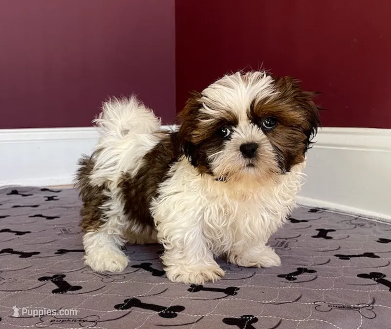 Shih Tzu  Female Tri-color  "You Love Me" – Shih Tzu puppy for sale in Marietta, GA