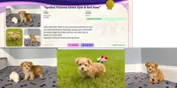 Yorkie Female Gold.. Green Eyes / So Rare!  , a female Yorkshire Terrier for sale in Marietta, GA – 5 of 10
