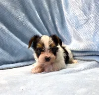 Yorkie Male Parti Color.."You Love Me", a male Yorkshire Terrier for sale in Marietta, GA – 2 of 9