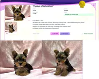 Wow! Yorkie Female Black & Tan, a female Yorkshire Terrier for sale in Marietta, GA – 2 of 10