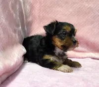 Yorkie Female Blk&Tan .. "I'm Your Destiny", a female Yorkshire Terrier for sale in Marietta, GA – 3 of 9