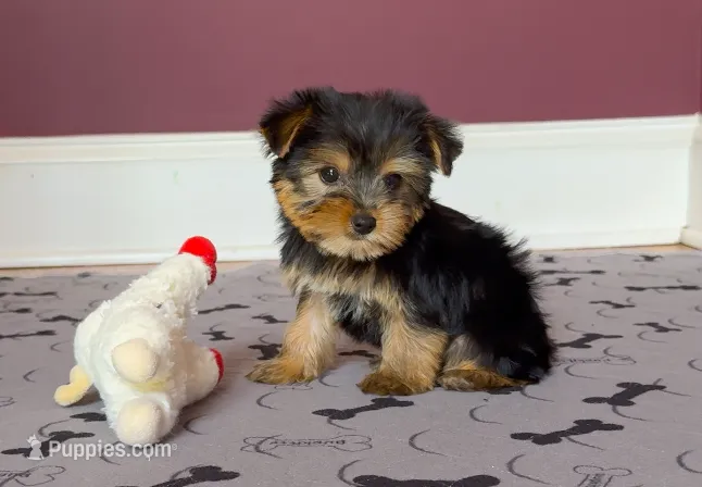 Tiny! Yorkie Male "I'm a Perfect 10" – Yorkshire Terrier puppy for sale in Marietta, GA