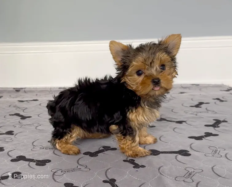 Tiny! Yorkie Female " 1 in a Million " – Yorkshire Terrier puppy for sale in Marietta, GA