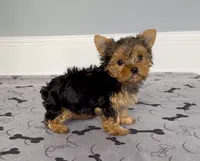 Tiny! Yorkie Female " 1 in a Million ", a female Yorkshire Terrier for sale in Marietta, GA – 1 of 10