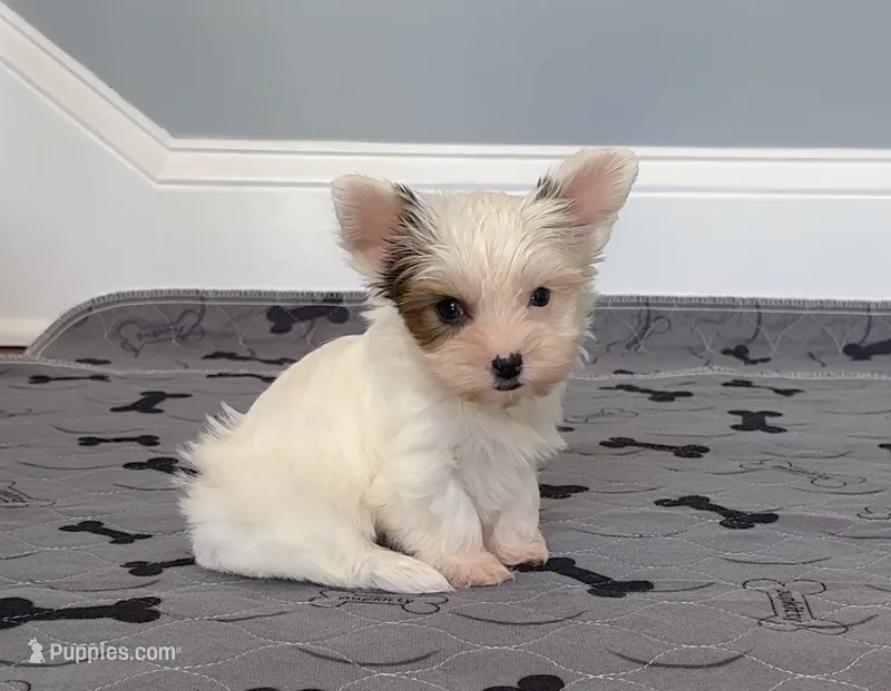 Yorkie Male So Rare! White Parti Color.. – Yorkshire Terrier puppy for sale in Marietta, GA