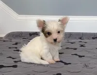 Yorkie Male So Rare! White Parti Color.., a male Yorkshire Terrier for sale in Marietta, GA – 1 of 10