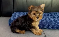Perfect Yorkie.. "1 in a Million" Hurry!, a male Yorkshire Terrier for sale in Marietta, GA – 5 of 10