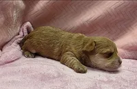 Tiny! Yorkie Female Gold.. So Rare!  "I'm a Star", a female Yorkshire Terrier for sale in Marietta, GA – 4 of 10