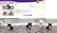 Wow! Yorkie Female Black & Tan, a female Yorkshire Terrier for sale in Marietta, GA – 4 of 10