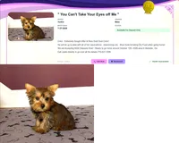 Tiny Yorkie Male Gold Dust Color So Rare!, a male Yorkshire Terrier for sale in Marietta, GA – 2 of 10