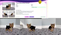 Yorkie Male "We will Be Best Friends", a male Yorkshire Terrier for sale in Marietta, GA – 5 of 10