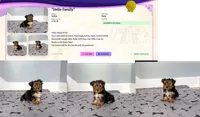 Yorkie Male "You Love Me", a male Yorkshire Terrier for sale in Marietta, GA – 5 of 10