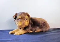 Gorgeous Morkie Male Chocolate! So Rare!, a male Morkie for sale in Marietta, GA – 3 of 10