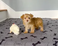 Yorkie Female Gold.. Green Eyes / So Rare!  , a female Yorkshire Terrier for sale in Marietta, GA – 2 of 10