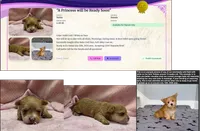 Tiny! Yorkie Female Gold.. So Rare!  "I'm a Star", a female Yorkshire Terrier for sale in Marietta, GA – 2 of 10