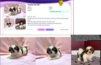 Shih Tzu  Female Tri-color  "You Love Me", a female Shih Tzu for sale in Marietta, GA – 4 of 10