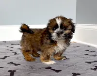 Shih Tzu  Female Red / Gold / Brindle  "You Love Me", a female Shih Tzu for sale in Marietta, GA – 1 of 9