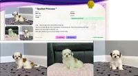 Shih Tzu Female Tiny! "I'm Your Dream Baby", a female Shih Tzu for sale in Marietta, GA – 10 of 10