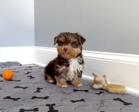 Gorgeous Morkie Male Chocolate! Hazel eyes!, a male Morkie for sale in Marietta, GA – 3 of 10