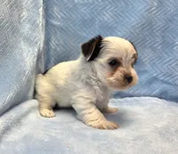 Yorkie Male Tiny! Parti color.. " I'm a Show Off ", a male Yorkshire Terrier for sale in Marietta, GA – 3 of 10