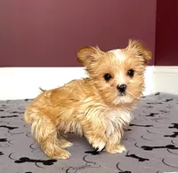 Tiny! Yorkie Male Rare! Gold & White .. "We Deserve Each Other", a male Yorkshire Terrier for sale in Marietta, GA – 1 of 10