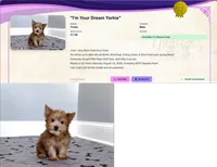 Yorkie Male Gold Dust Color Rare! " 1 in a Million", a male Yorkshire Terrier for sale in Marietta, GA – 2 of 8