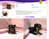 Yorkie Female Blk&Tan .. "I'm Your Destiny", a female Yorkshire Terrier for sale in Marietta, GA – 4 of 9