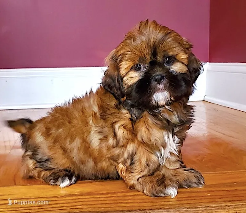 Shih Tzu Female Tiny! Exotic Red / Gold Markings! – Shih Tzu puppy for sale in Marietta, GA