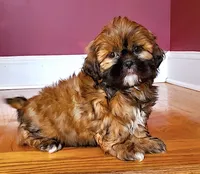 Shih Tzu Female Tiny! Exotic Red / Gold Markings!, a female Shih Tzu for sale in Marietta, GA – 1 of 10