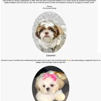 Shihtzu Male Tiny! Red Liver, a male Shih Tzu for sale in Marietta, GA – Photo 10 of 10