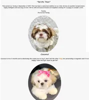Shihtzu Male Gold/ White Star!, a male Shih Tzu for sale in Marietta, GA – Photo 10 of 10
