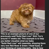 Shihtzu Male Tiny! Red Liver, a male Shih Tzu for sale in Marietta, GA – Photo 4 of 10