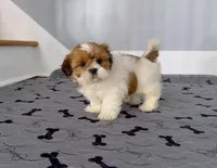 Shihtzu Male Gold/ White Star!, a male Shih Tzu for sale in Marietta, GA – Photo 3 of 10