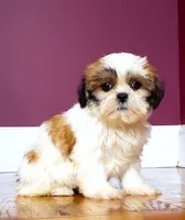 Shihtzu Male Gold/ White Star!, a male Shih Tzu for sale in Marietta, GA – Photo 1 of 10