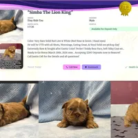 Shihtzu Male Tiny! Red Liver, a male Shih Tzu for sale in Marietta, GA – Photo 5 of 10