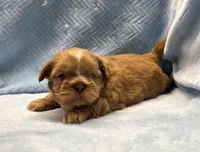 Shihtzu Male Tiny! Red Liver, a male Shih Tzu for sale in Marietta, GA – Photo 2 of 10