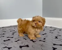 Shihtzu Male Tiny! Red Liver, a male Shih Tzu for sale in Marietta, GA – Photo 4 of 10