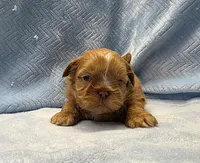 Shihtzu Male Tiny! Red Liver, a male Shih Tzu for sale in Marietta, GA – Photo 3 of 10