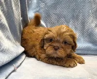 Shihtzu Male Tiny! Red Liver, a male Shih Tzu for sale in Marietta, GA – Photo 3 of 10