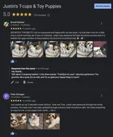 Shihtzu Male Gold/ White Star!, a male Shih Tzu for sale in Marietta, GA – Photo 7 of 10