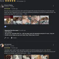 Shihtzu Male Tiny! Red Liver, a male Shih Tzu for sale in Marietta, GA – Photo 8 of 10