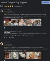 Shihtzu Male Gold/ White Star!, a male Shih Tzu for sale in Marietta, GA – Photo 8 of 10