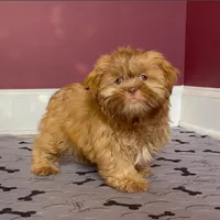 Shihtzu Male Tiny! Red Liver, a male Shih Tzu for sale in Marietta, GA – Photo 1 of 10