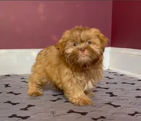 Shihtzu Male Tiny! Red Liver, a male Shih Tzu for sale in Marietta, GA – Photo 1 of 10