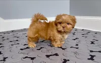 Shihtzu Male Tiny! Red Liver, a male Shih Tzu for sale in Marietta, GA – Photo 2 of 10