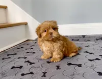 Shihtzu Male Tiny! Red Liver, a male Shih Tzu for sale in Marietta, GA – Photo 3 of 10