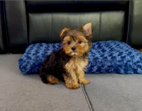 Tiny! Yorkie Male "I'm a Perfect 10", a male Yorkshire Terrier for sale in Marietta, GA – 2 of 9